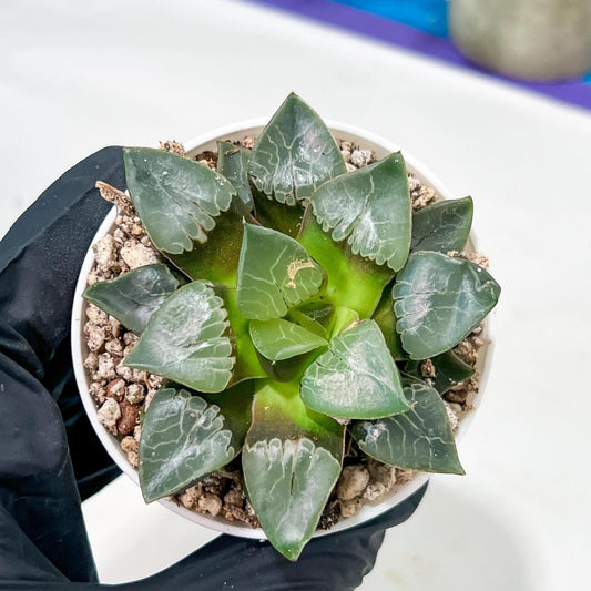 Haworthia Fire Phoenix or Huo Fenghuang (H2E) | Imported Succulent | Hong Kong Rare Species