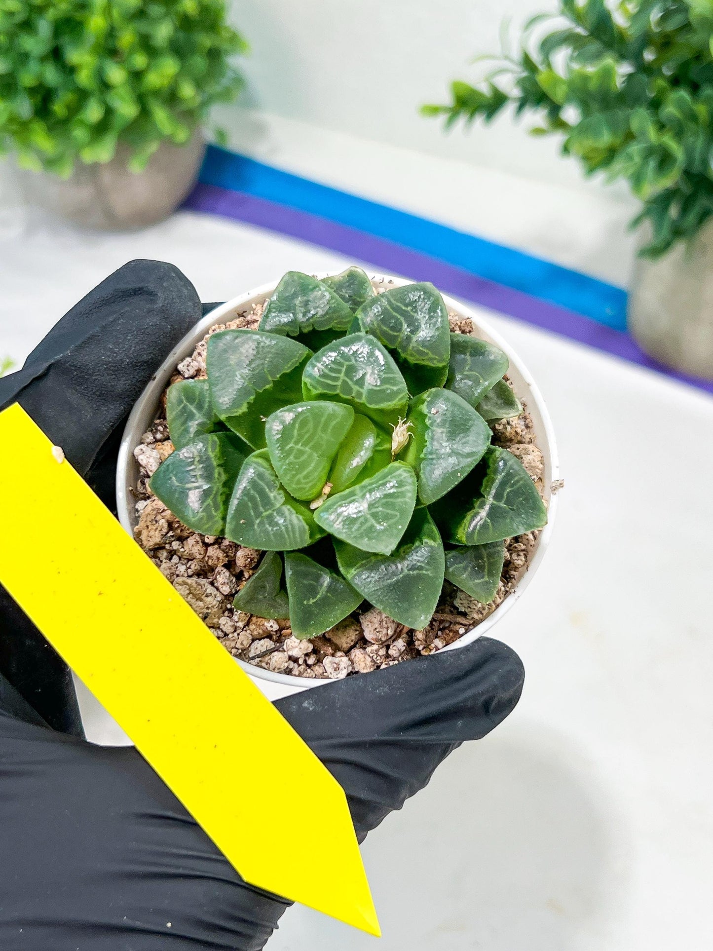 Haworthia Xiangyun (H2F) | Imported Succulent | Hong Kong Rare Species