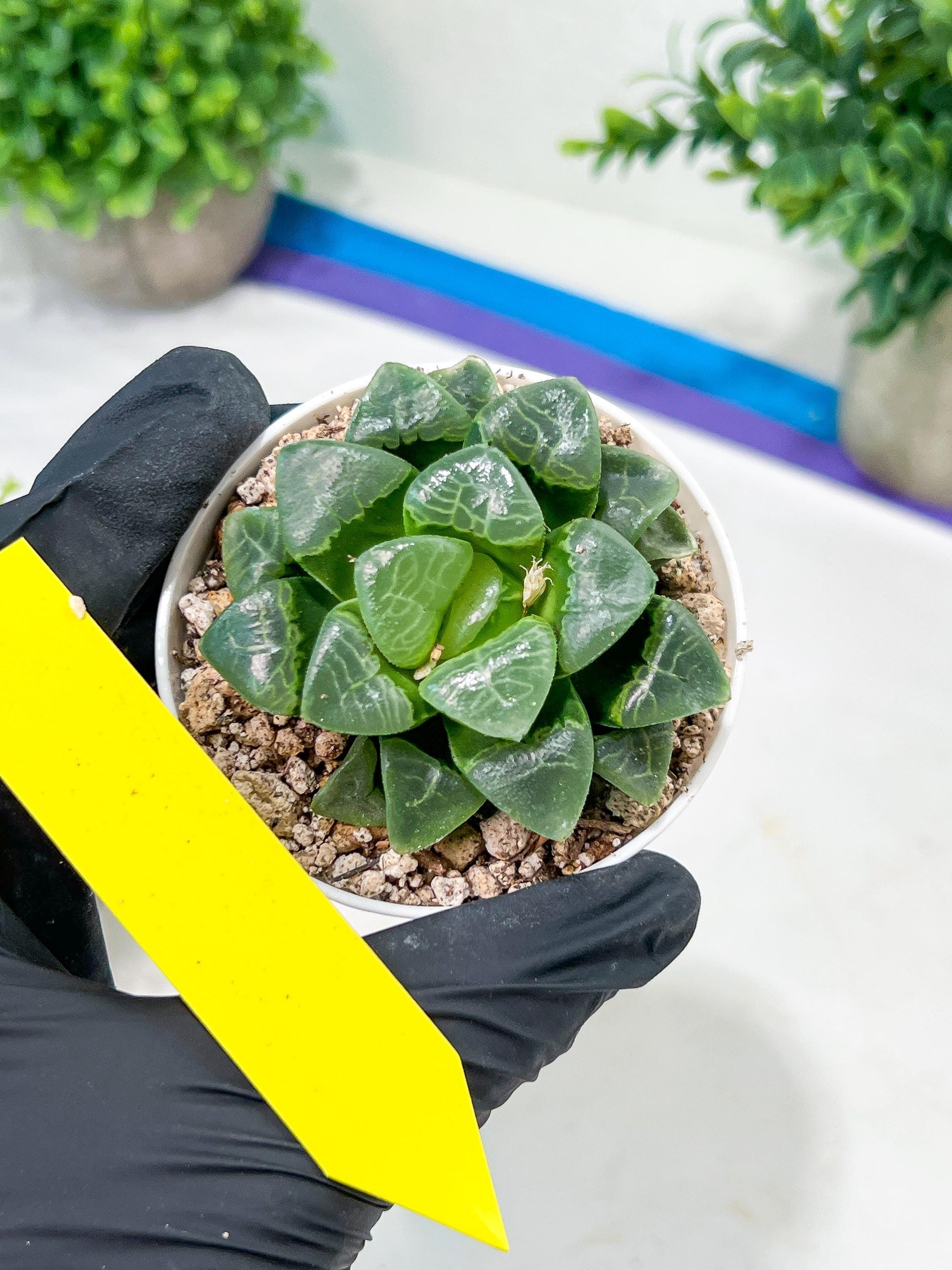 Haworthia Xiangyun (H2F) | Imported Succulent | Hong Kong Rare Species