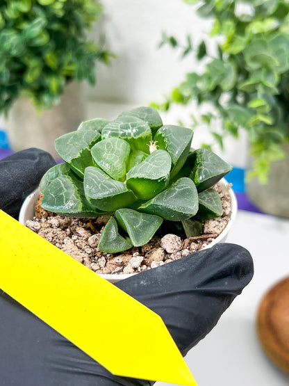 Haworthia Xiangyun (H2F) | Imported Succulent | Hong Kong Rare Species
