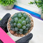 Haworthia Ice Lantern or Bingdeng (H2G) | Imported Succulent | Hong Kong Rare Species