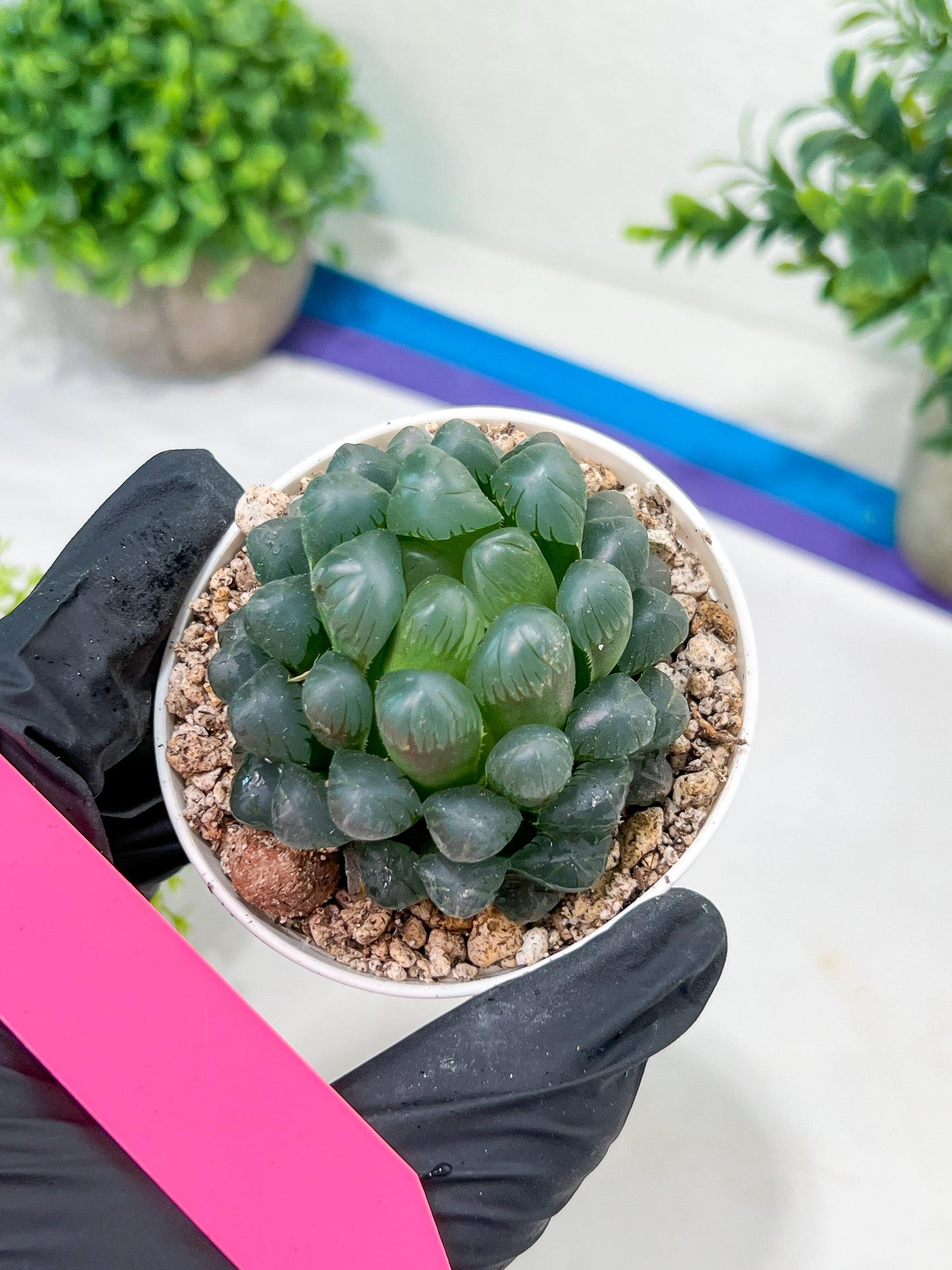 Haworthia Ice Lantern or Bingdeng (H2G) | Imported Succulent | Hong Kong Rare Species