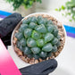 Haworthia Ice Lantern or Bingdeng (H2G) | Imported Succulent | Hong Kong Rare Species