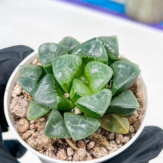 Haworthia Xiangyun (H2F) | Imported Succulent | Hong Kong Rare Species
