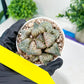 Haworthia Oiran Blue Crab or Haukui Qing Xie (H3A) | Rare Import
