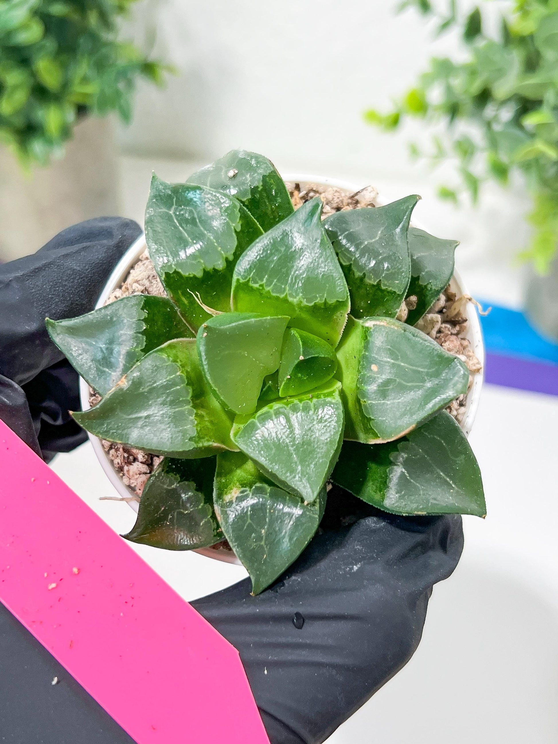 Haworthia Long Xi (H3C) | Imported Succulent
