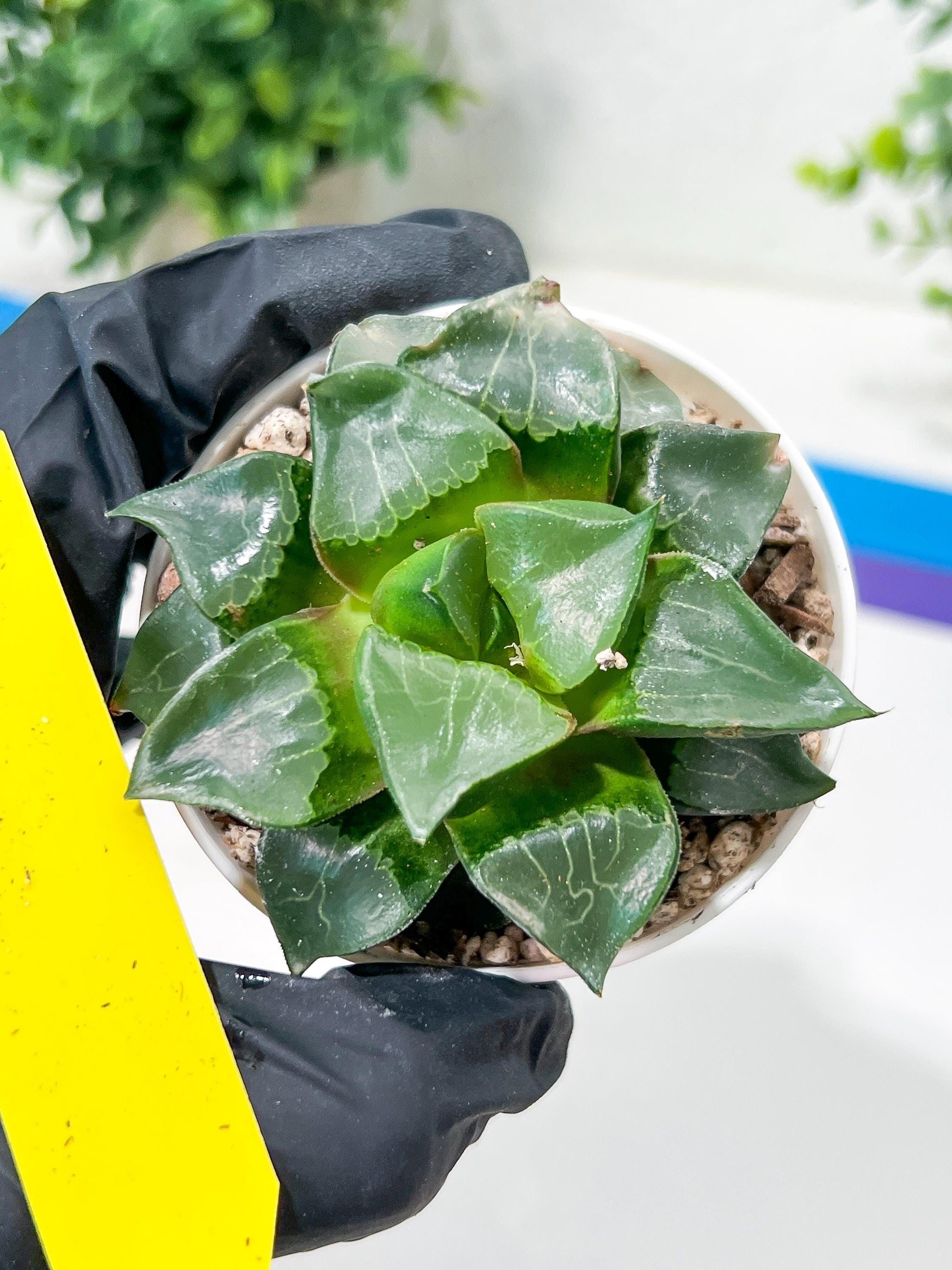 Haworthia Long Xi (H3C) | Imported Succulent