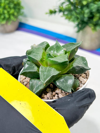 Haworthia Long Xi (H3C) | Imported Succulent