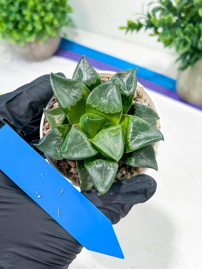 Haworthia Long Xi (H3C) | Imported Succulent