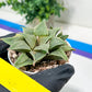 Haworthia Aluminum Star or Lu Zhi Xing (H3D) | Imported Succulent