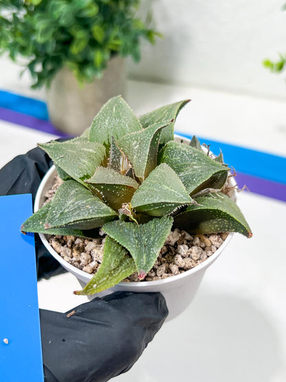 Haworthia Aluminum Star or Lu Zhi Xing (H3D) | Imported Succulent