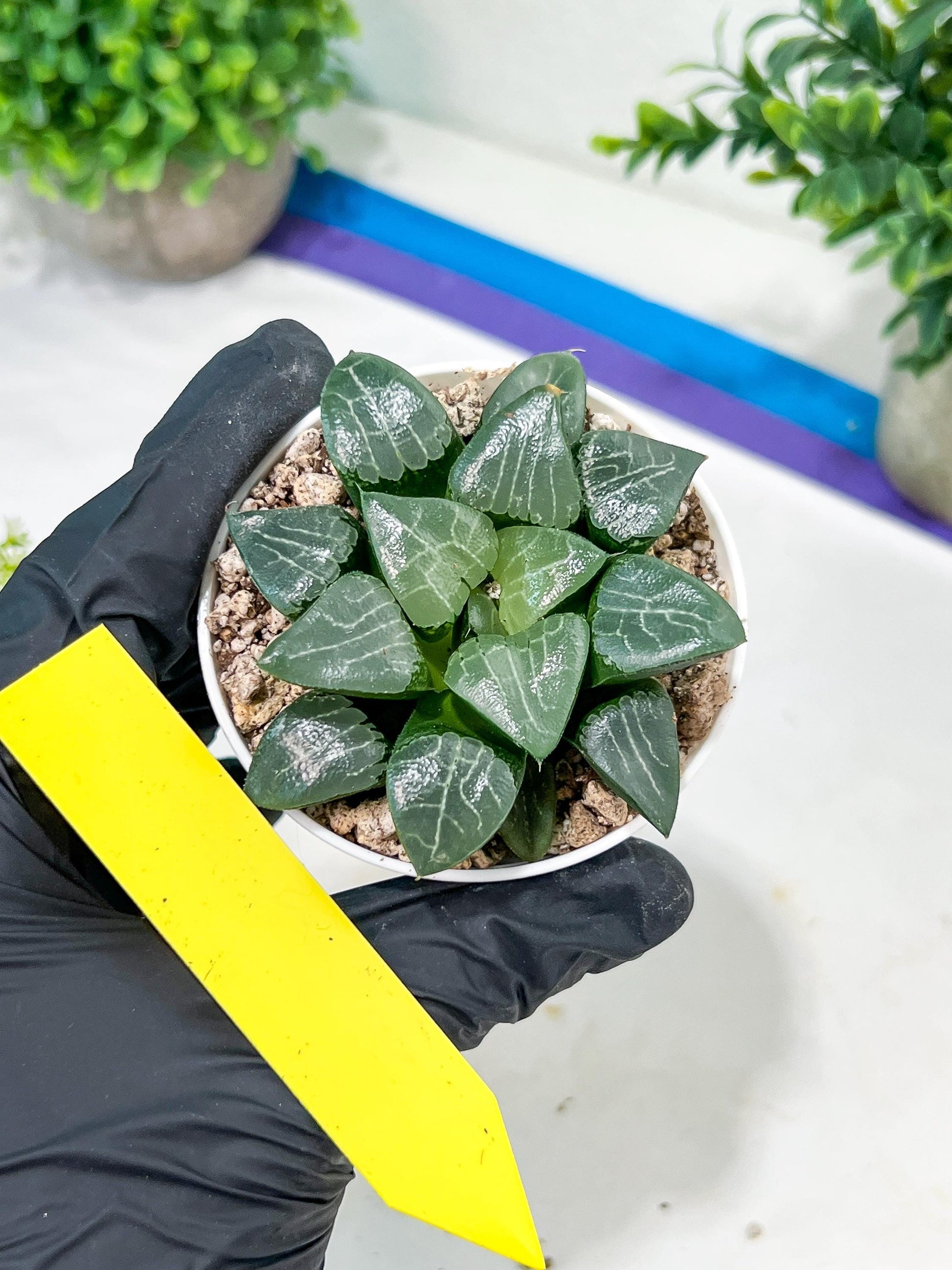 Haworthia Moon Shadow or Yueying (H3E) | Imported Succulent | Hong Kong Rare Species