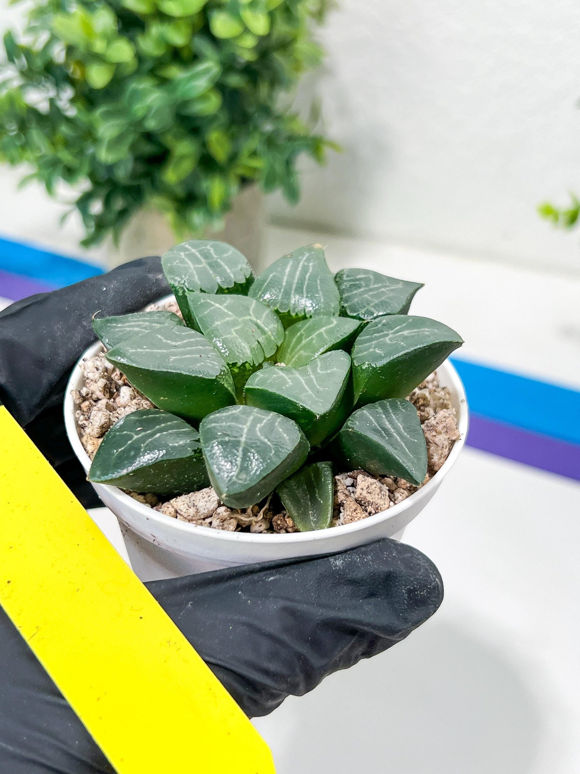 Haworthia Moon Shadow or Yueying (H3E) | Imported Succulent | Hong Kong Rare Species
