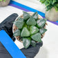 Haworthia Moon Shadow or Yueying (H3E) | Treat yourself