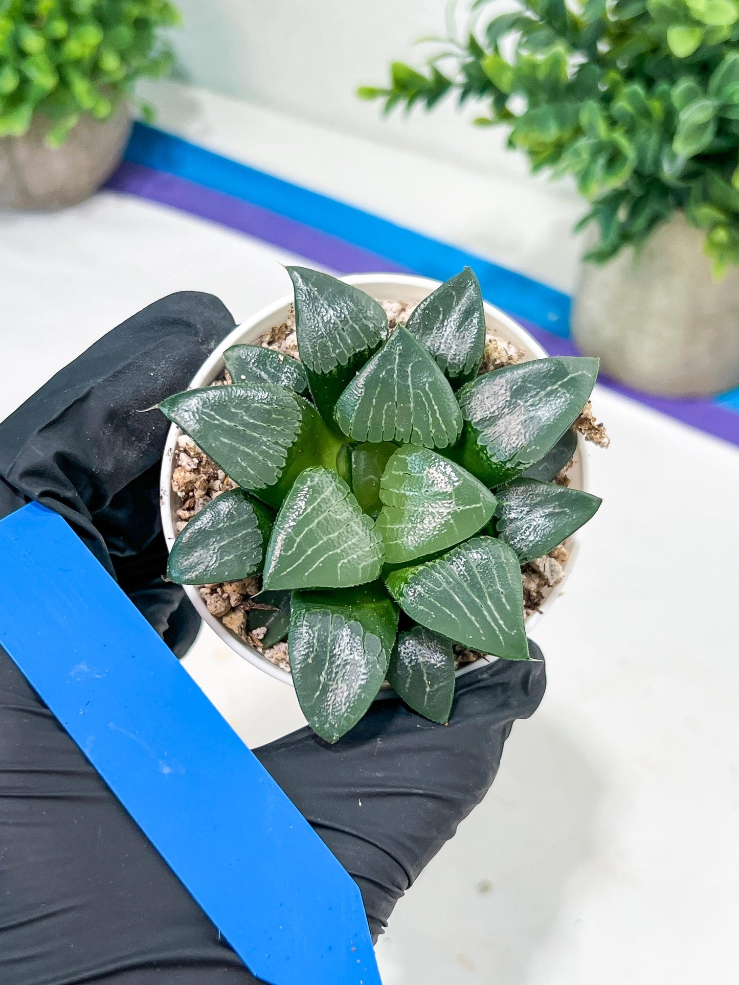 Haworthia Moon Shadow or Yueying (H3E) | Treat yourself
