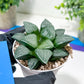 Haworthia Moon Shadow or Yueying (H3E) | Treat yourself