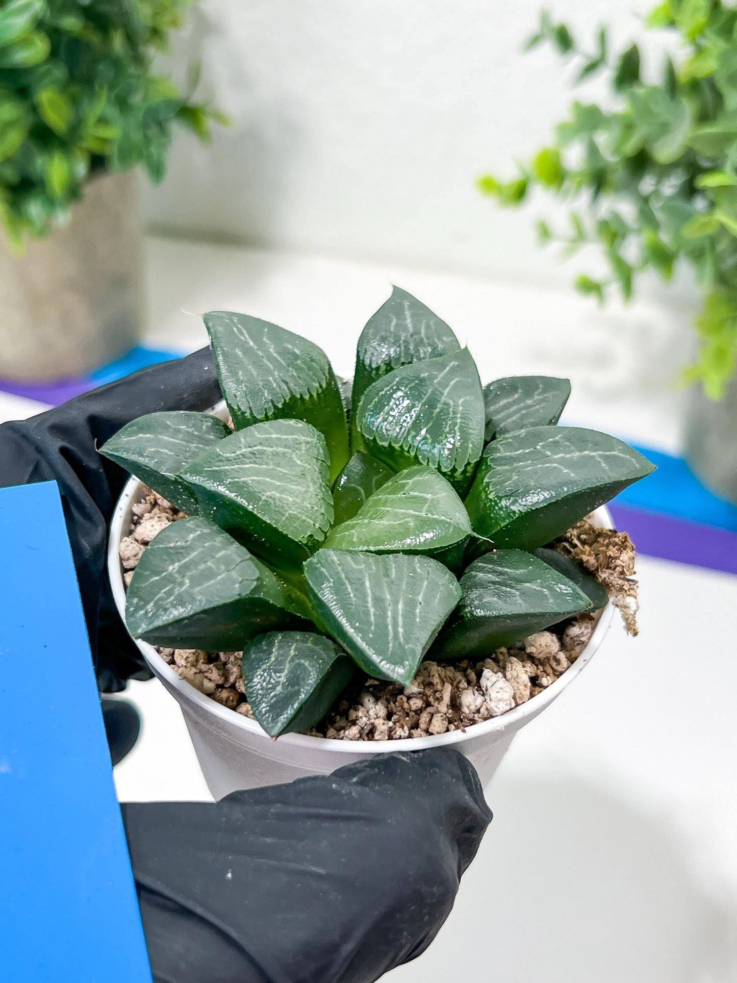 Haworthia Moon Shadow or Yueying (H3E) | Treat yourself