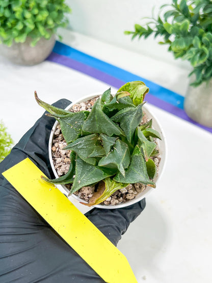 Haworthia Drinking Wine Or JiuTun (H3F) | hard to find in the US
