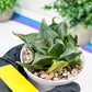 Haworthia Drinking Wine Or JiuTun (H3F) | hard to find in the US