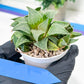 Haworthia Drinking Wine Or JiuTun (H3F) | hard to find in the US