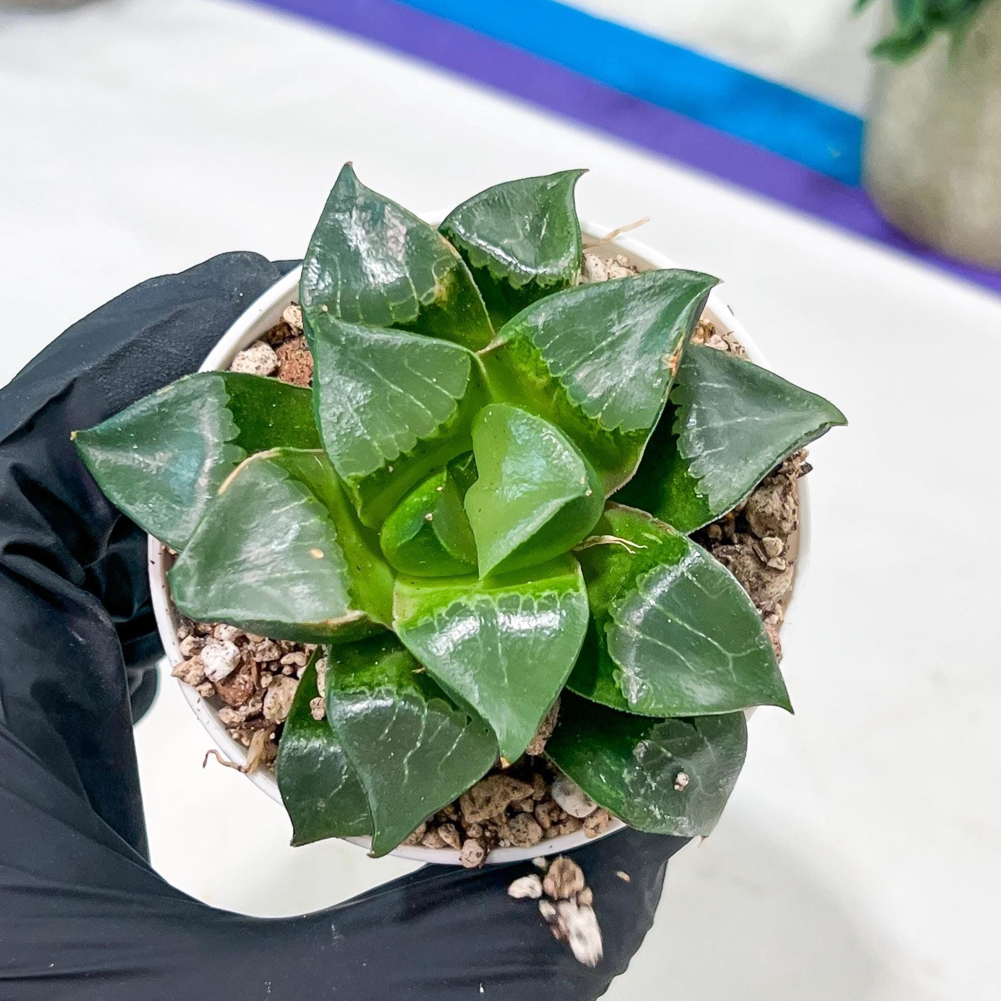 Haworthia Long Xi (H3C) | Imported Succulent