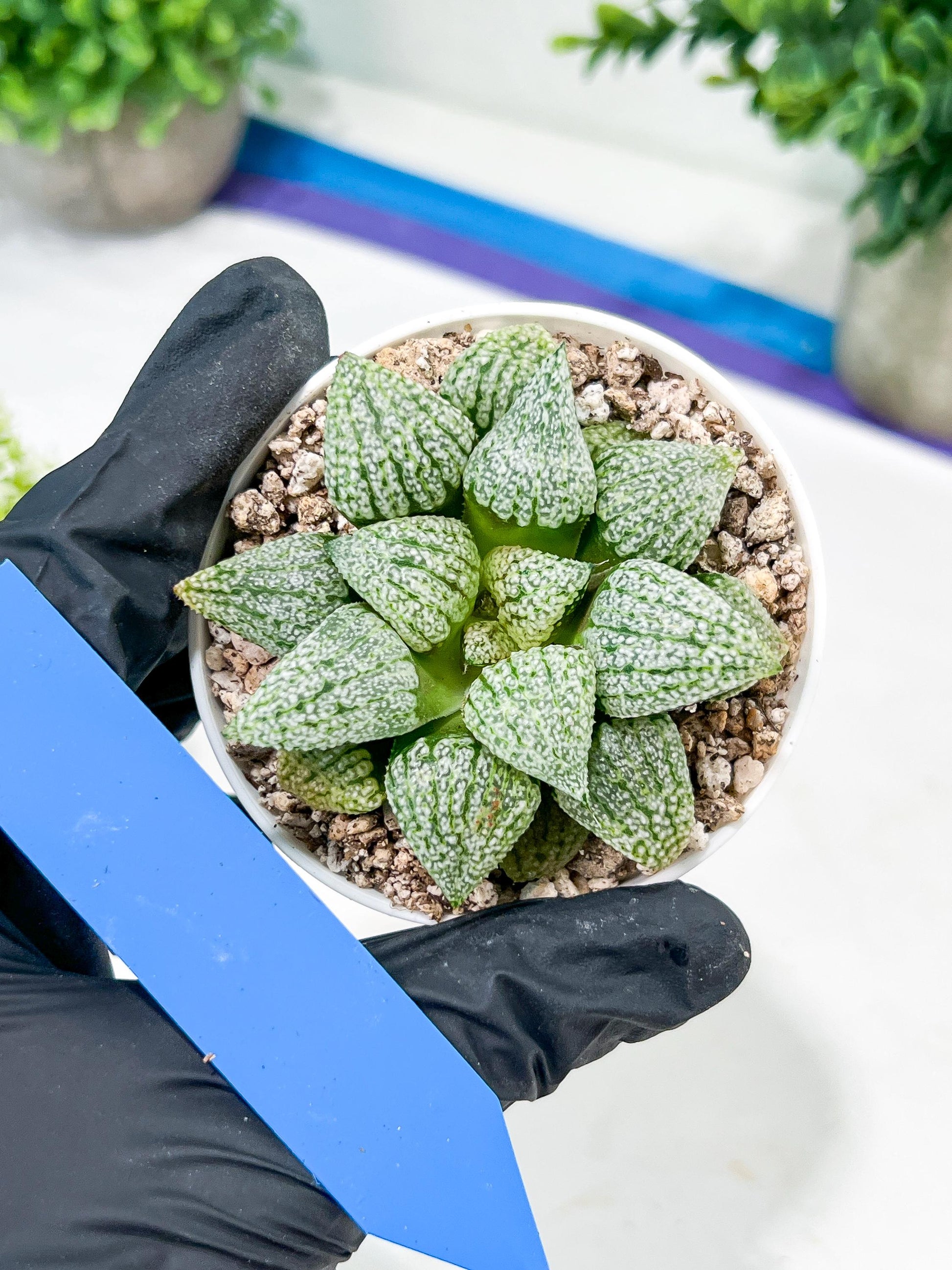 Haworthia Platinum or Bojin (H3G) | Imported Succulent | Hong Kong Rare Species