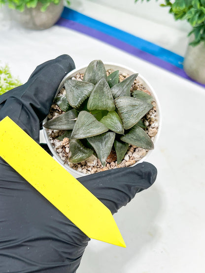 Haworthia Hongwenshou (H4A) | Imported Succulent | Hong Kong Rare Species