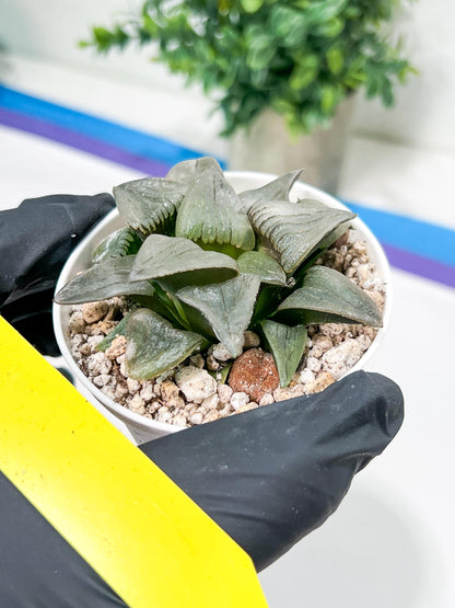 Haworthia Hongwenshou (H4A) | Imported Succulent | Hong Kong Rare Species