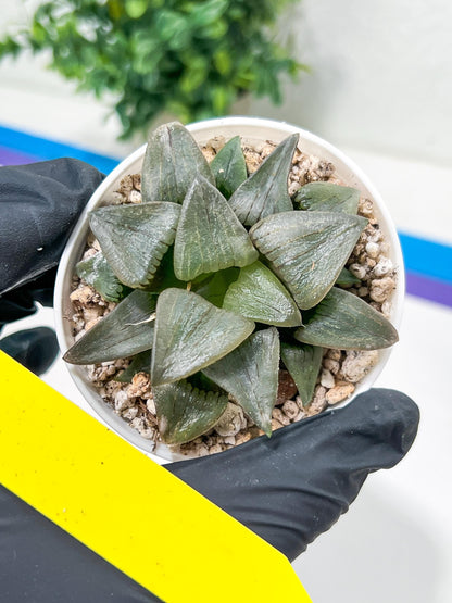 Haworthia Hongwenshou (H4A) | Imported Succulent | Hong Kong Rare Species