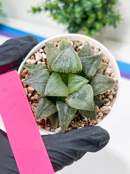 Haworthia Hongwenshou (H4A) | Imported Succulent | Hong Kong Rare Species