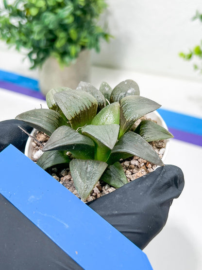 Haworthia Hongwenshou (H4A) | Imported Succulent | Hong Kong Rare Species