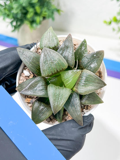 Haworthia Hongwenshou (H4A) | Imported Succulent | Hong Kong Rare Species