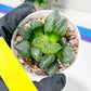 Haworthia watermelon longevity or Xigua Shou (H4B) | Imported Succulent | Hong Kong Rare Species