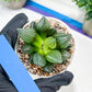 Haworthia watermelon longevity or Xigua Shou (H4B) | Imported Succulent | Hong Kong Rare Species
