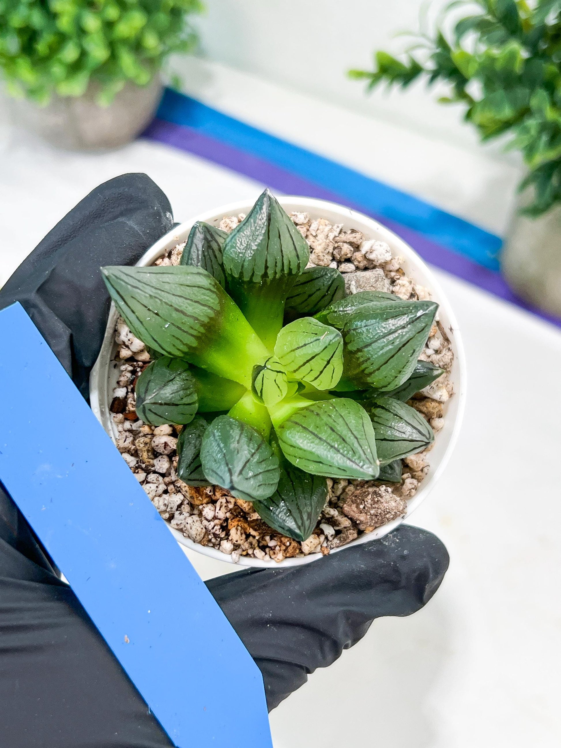 Haworthia watermelon longevity or Xigua Shou (H4B) | Imported Succulent | Hong Kong Rare Species