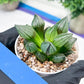 Haworthia watermelon longevity or Xigua Shou (H4B) | Imported Succulent | Hong Kong Rare Species