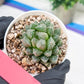 Haworthia Loulan (H4D) | Imported Succulent | Hong Kong Rare Species