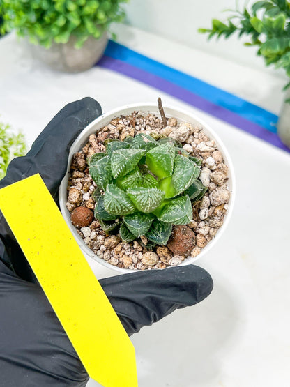 Haworthia Loulan (H4D) | Imported Succulent | Hong Kong Rare Species