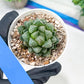 Haworthia Loulan (H4D) | Imported Succulent | Hong Kong Rare Species
