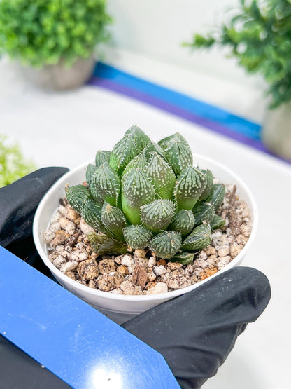 Haworthia Loulan (H4D) | Imported Succulent | Hong Kong Rare Species