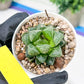 Haworthia Loulan (H4D) | Imported Succulent | Hong Kong Rare Species