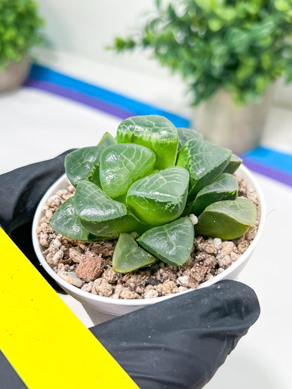 Haworthia Xiangyun (H4E) | Imported Succulent | Hong Kong Rare Species
