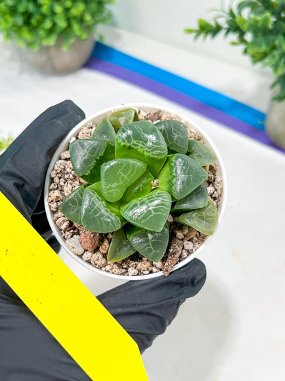 Haworthia Xiangyun (H4E) | Imported Succulent | Hong Kong Rare Species