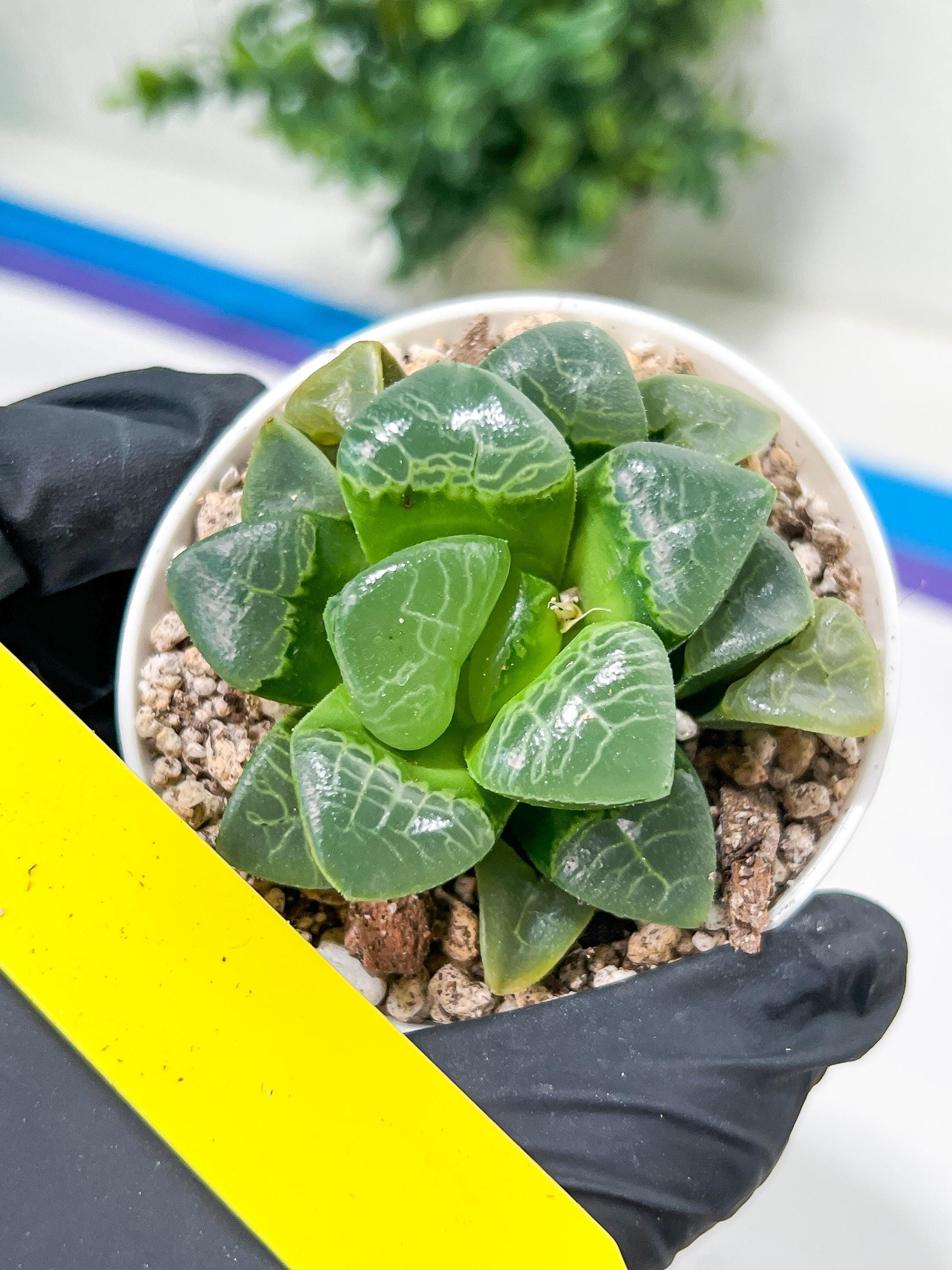 Haworthia Xiangyun (H4E) | Imported Succulent | Hong Kong Rare Species