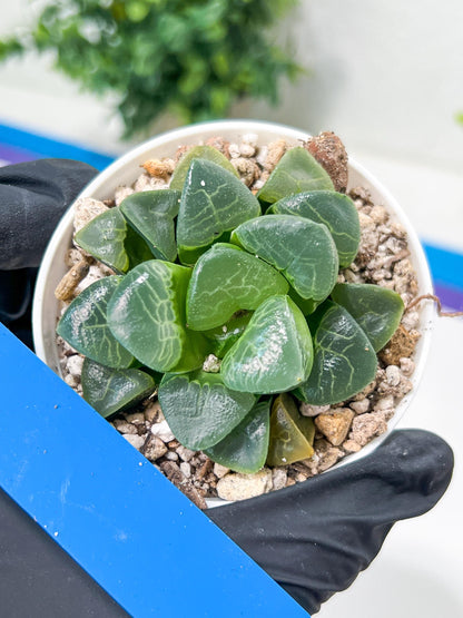 Haworthia Xiangyun (H4E) | Imported Succulent | Hong Kong Rare Species