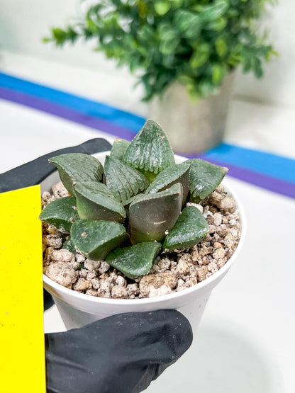 Haworthia Melon Island or Xianggua Dao (H4F) | Imported Succulent
