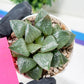 Haworthia Melon Island or Xianggua Dao (H4F) | hard to find in the US