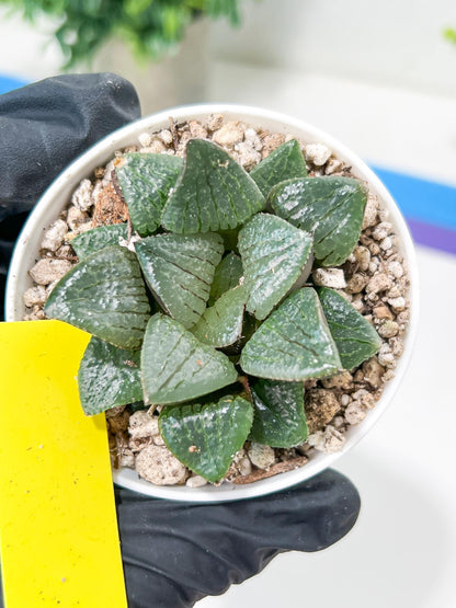 Haworthia Melon Island or Xianggua Dao (H4F) | Imported Succulent