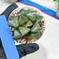 Haworthia Melon Island or Xianggua Dao (H4F) | hard to find in the US