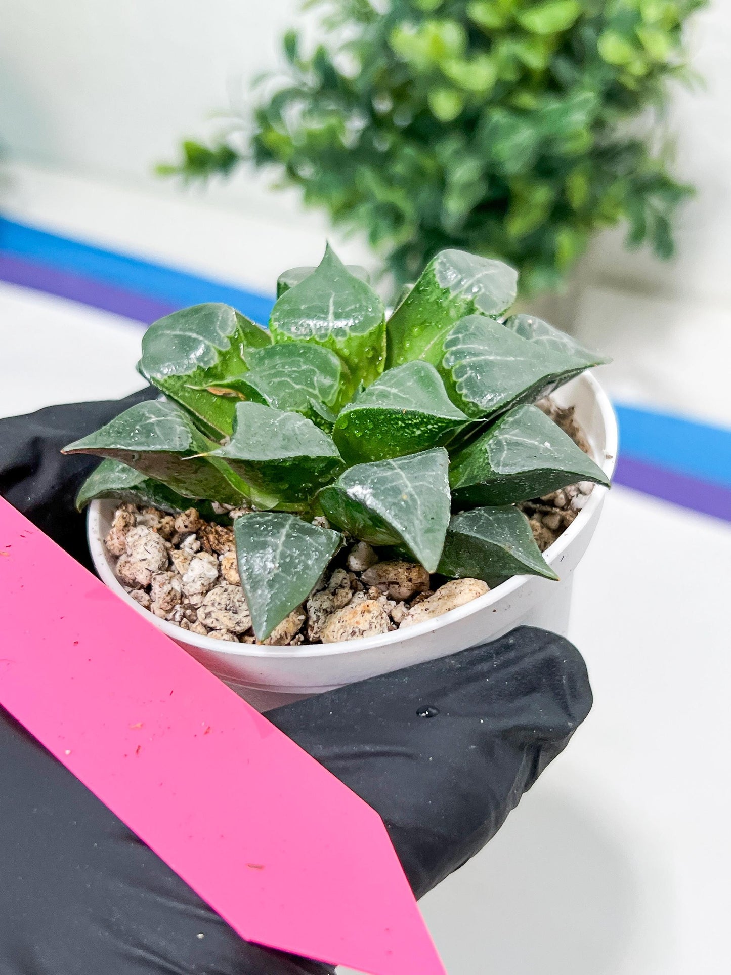 Haworthia Muke (H4G) | Imported Succulent | Hong Kong Rare Species